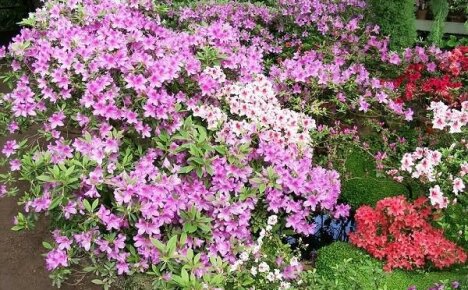Kuinka kasvattaa puutarhan atsaliaa tai miten istuttaa ja hoitaa rododendronia ulkona