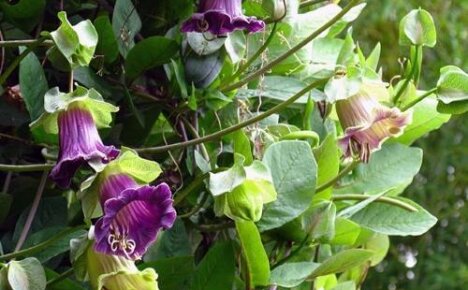 Trooppinen kauneus puutarhassasi kobea kiipeily