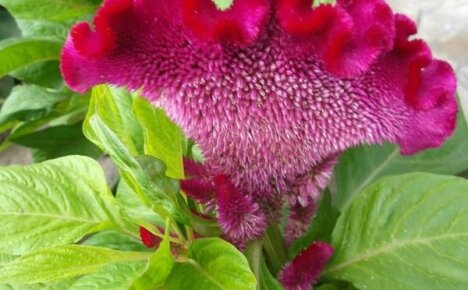 Celosia on kirkas edustaja vaatimattomista yksivuotisista kukista, jotka kukkivat syksyyn saakka