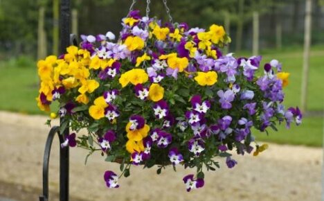 Viola ampelny - ylellinen kauneus ruukkujen ripustamiseen
