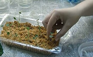 Ainutlaatuinen tapa kasvattaa nasturtiumin taimia kuumassa sahanpurussa