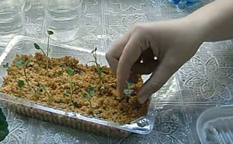 Ainutlaatuinen tapa kasvattaa nasturtiumin taimia kuumassa sahanpurussa