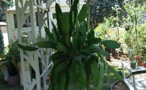Miksi epiphyllum ei kukki: mahdolliset syyt silmujen puuttumiseen