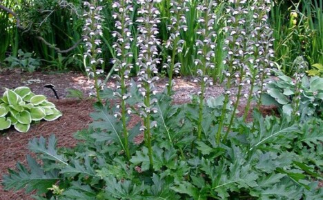 Acanthus-kasvi kuninkaallisiin etupuutarhoihin