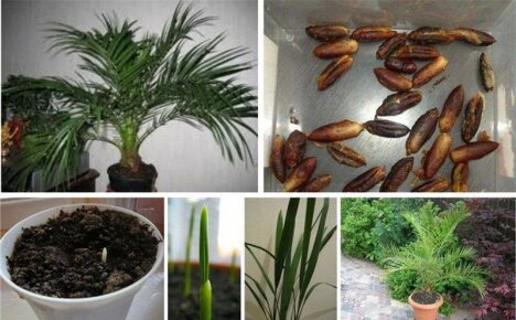 Kuinka kasvattaa treffiä kivestä - onnistuneen itämisen salaisuudet