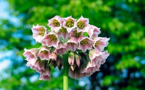 Tapaa salaperäinen allium nectaroscordum