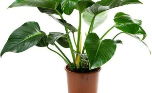Philodendron: kasvien hoito oston jälkeen