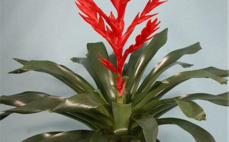 Ylellinen bromeliadikukka, jolla on helppo kotihoito