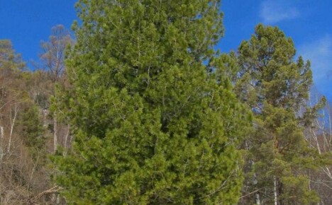 Siperian setripuun osaava istutus ja hoito kesämökissä