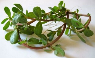 Purslane - parantavan rikkaruohon lääkinnälliset ominaisuudet