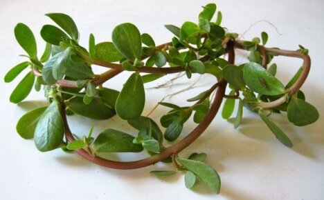 Purslane - parantavan rikkaruohon lääkinnälliset ominaisuudet