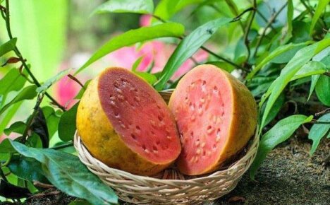 Esittelyssä trooppinen omena tai eksoottinen guava-hedelmä
