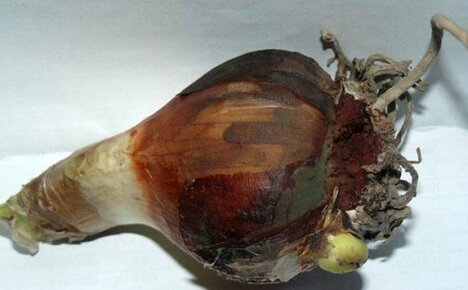Hippeastrumin sipulien hoito mädästä