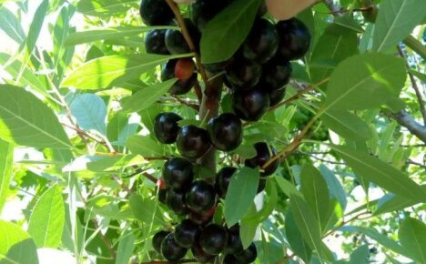 Cherry Besseya: istutus ja hoito Venäjän avoimilla alueilla