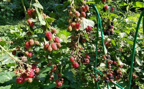 Ezhemalina - vaatimattoman hybridin istuttaminen ja hoitaminen Moskovan alueella