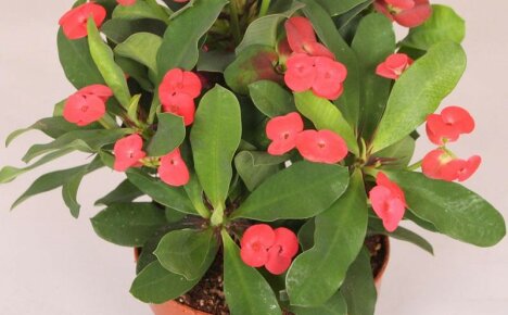 Sisäkasvien euphorbia - upea ja vaatimaton ikkunalaudan sisustus