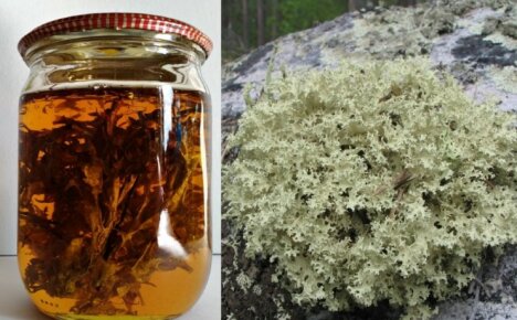 Tehokkain luonnollinen antibiootti - setraria, lääkinnälliset ominaisuudet ja vasta-aiheet