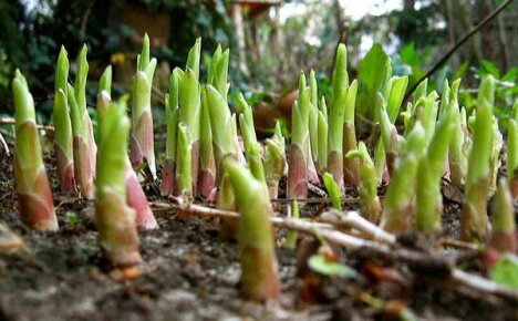 Hosta keväällä: saniteettityöt