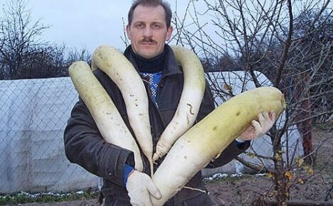 Kaikki mitä sinun tarvitsee tietää Daikon-retiisistä