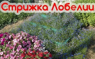 Professional lobelia -leikkaus