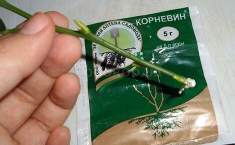 Kornevin-kasvien biostimulaattorin käyttöohjeet