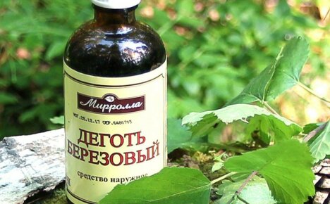 Miksi ja miten koivutervaa käytetään puutarhassa ja kasvipuutarhassa