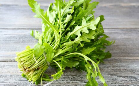 Mikä on rucola ja miten sitä syödään - salaperäisen mausteen tunteminen