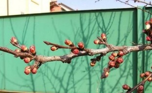 Miksi aprikoosit eivät tuota hedelmää
