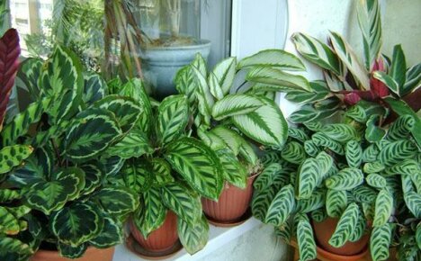 Calathea tarvitsee erityistä hoitoa kotona