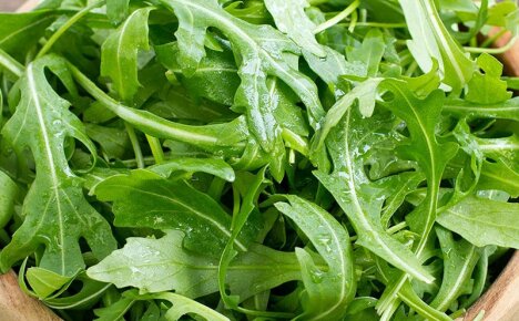 Kuinka säästää rucola talveksi yksinkertaisilla ja helpoilla tavoilla