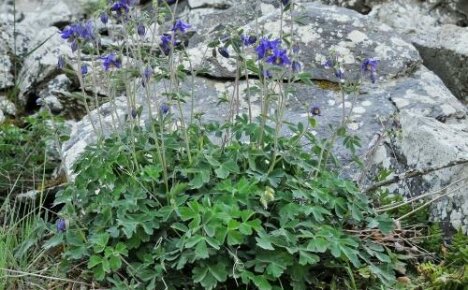 Aquilegia-elinsiirto - kokeneiden puutarhureiden suositukset