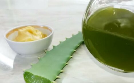 Luonnollinen ja tehokas lääke - aloe ja hunaja vatsaan kaikkia sairauksia vastaan