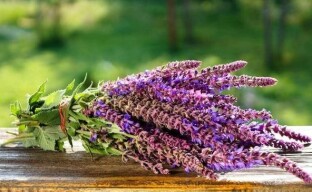 Hyödyllisiä ominaisuuksia salvia tai kuinka kaunis ja lääkekasvi auttaa