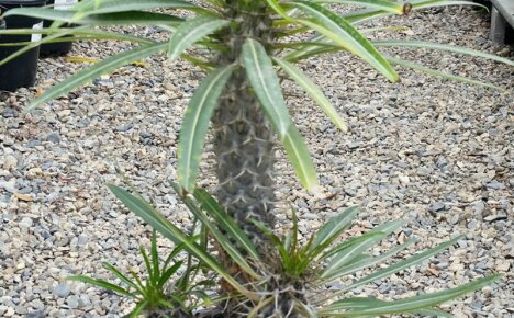 Ripaus eksoottista kotiisi - vaatimaton pachypodium kaktus lehdillä