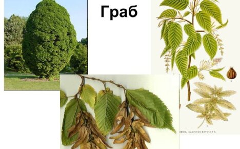 Tällainen majesteettinen ja monipuolinen hornbeam - valokuva puusta ja lehdistä