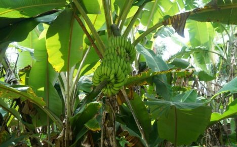 Kuinka banaanit kasvavat - merentakaisten hedelmien kasvun ja hedelmien piirteet