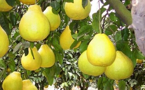 Pomelo on salaperäinen sitrushedelmä alueellamme: miltä se näyttää ja miten se kasvaa