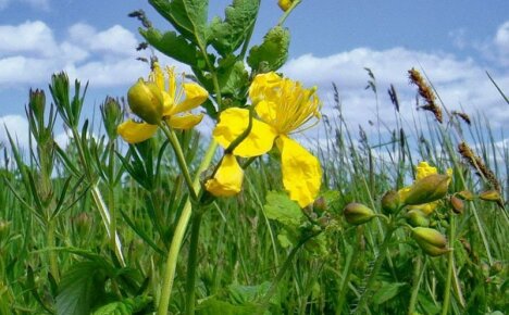 Majesteettinen celandine-kasvi ja sen hyödylliset ominaisuudet keholle