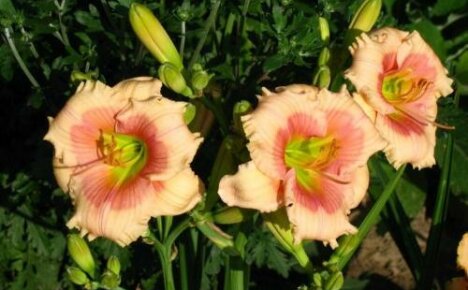 Janice Brown herkkä Daylily