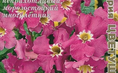 Incarvelian kasvattaminen siemenistä on helppo tapa saada upeita kukkia mielenkiintoisilla väreillä