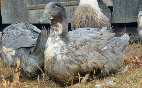 Ankkasuosikki kävelee sisäpihalla