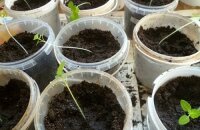 Mitä tehdä, jos Physalis-taimet venytetään?