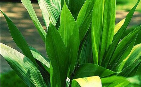 Kasvava aspidistra puutarhassa