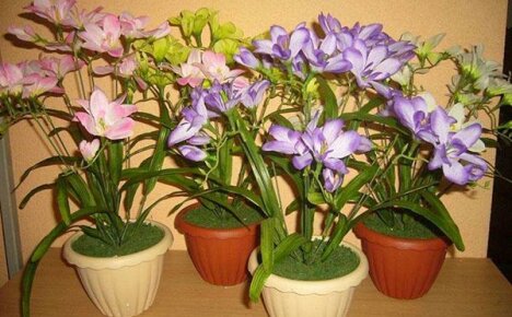 Kasvava freesia kotona: vinkkejä, sääntöjä, suosituksia