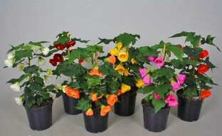 Mielenkiintoisia abutilon-lajikkeita