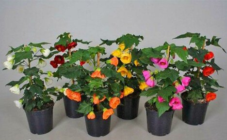 Mielenkiintoisia abutilon-lajikkeita