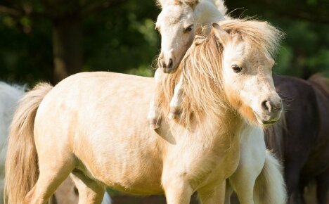 Luotettava kumppani ihmisen Falabella-hevoselle