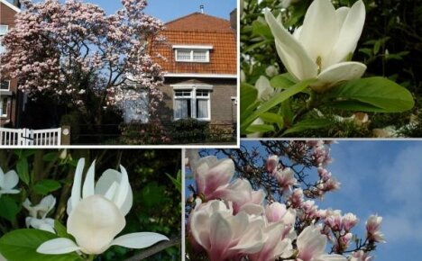 Puutarhassa kasvatettavat magnolialajit ovat vastustuskykyisimmät ja vaatimattomimmat lajikkeet
