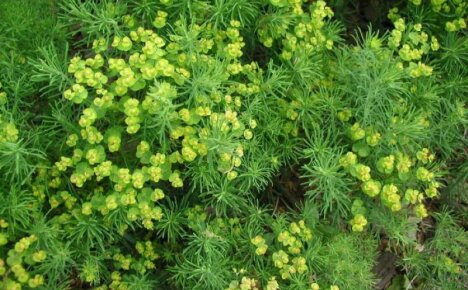Sekä kaunis että hyödyllinen sypressi euphorbia - koristeellisen monivuotisen lääkinnälliset ominaisuudet