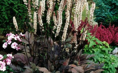 Majestic Black Cohosh: Istutus ja hoitotyöt ulkona, kasvatusmenetelmät ja jalostusmenetelmät